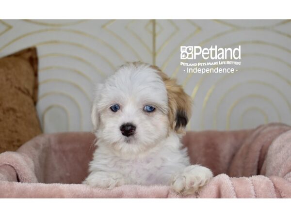 Lhasa Poo-Dog-Female--5721-Petland Lee's Summit, MO