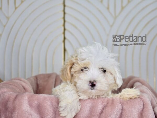 [#858] TAN & WHITE Female Maltipoo Puppies For Sale