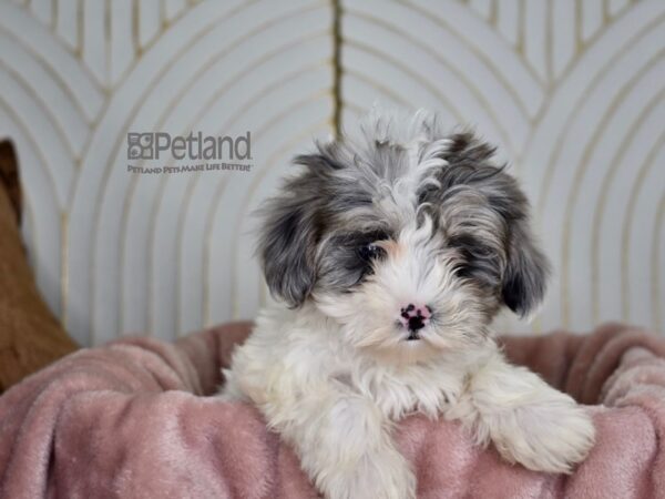[#859] blue merle Male Maltipoo Puppies For Sale