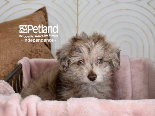 Toy Aussiedoodle-Dog-Male-Chocolate Merle-5577-Petland Lee's Summit, MO