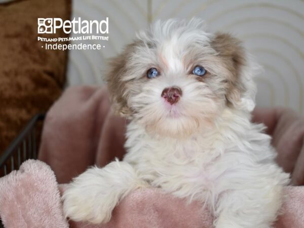 Havapoo-Dog-Female-Chocolate Merle Parti-5597-Petland Lee's Summit, MO