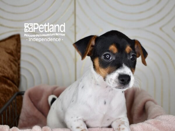 Jack Russell Terrier-Dog-Female-White Black Markings Tan Points-5612-Petland Lee's Summit, MO