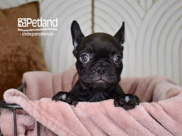 French Bulldog-Dog-Female-Black & Brindle-5615-Petland Lee's Summit, MO