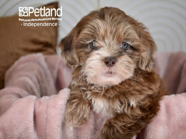Shih Poo-Dog-Female-Chocolate Merle-5624-Petland Lee's Summit, MO