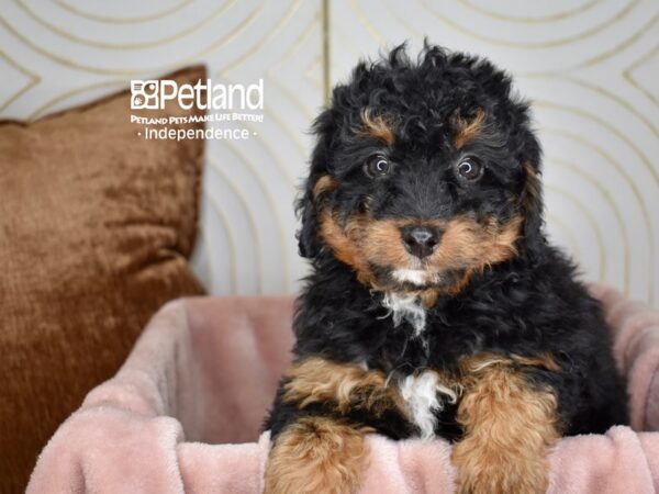 Miniature Bernedoodle 2nd Gen-Dog-Female-Black & Tan White Markings-5629-Petland Lee's Summit, MO