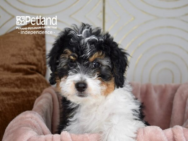 Miniature Bernedoodle 2nd Gen-Dog-Male-Black Parti Tan Points-5630-Petland Lee's Summit, MO