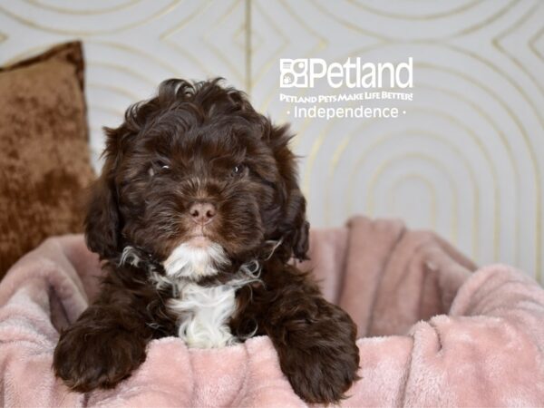 Shih Poo-Dog-Male-Chocolate White Markings-5646-Petland Lee's Summit, MO