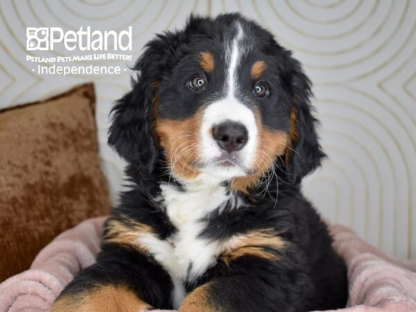Bernese Mountain Dog-Dog-Male-Black, Rust, & White-5644-Petland Lee's Summit, MO