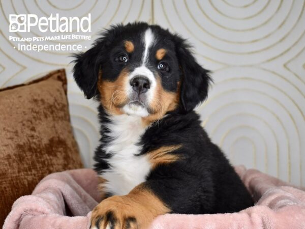 Bernese Mountain Dog-Dog-Male-Black, Rust, & White-5643-Petland Lee's Summit, MO
