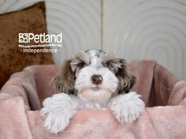 Schnoodle-Dog-Female-Chocolate Merle Parti-5648-Petland Lee's Summit, MO