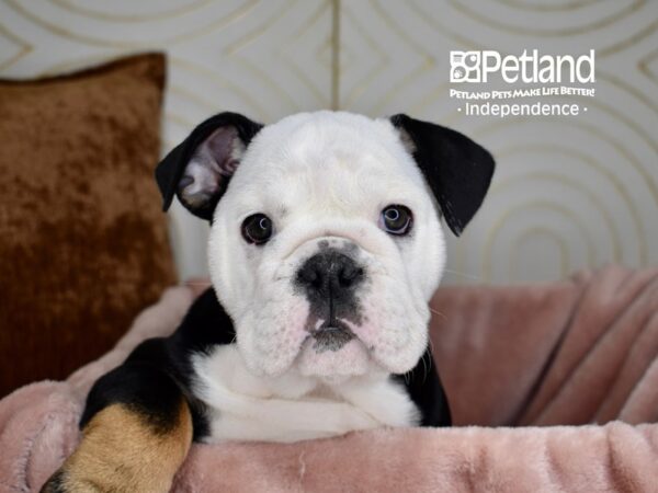 English Bulldog-Dog-Female-Black White Markings Tan Points-5665-Petland Lee's Summit, MO