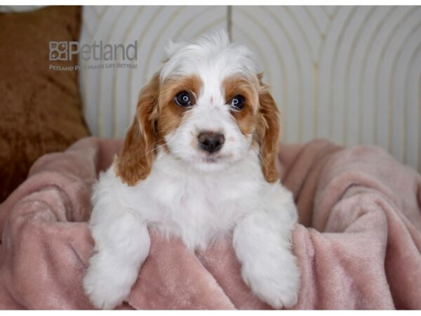 [#768] Blenheim Male Cavapoo Puppies For Sale