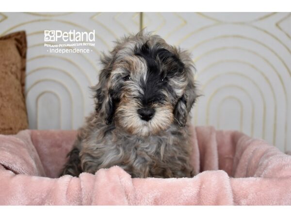 Miniature Goldendoodle 2nd Gen-Dog-Male-Blue Merle-5671-Petland Lee's Summit, MO