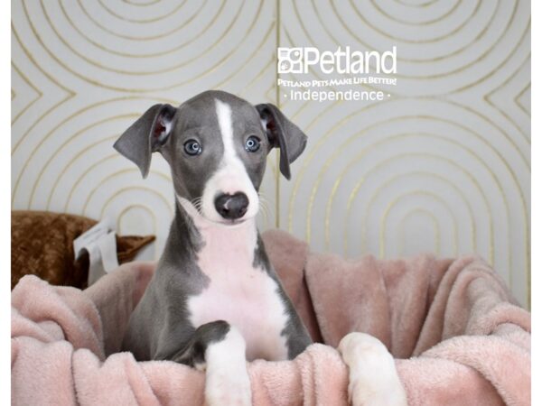Italian Greyhound-Dog-Male-Seal & White-5685-Petland Lee's Summit, MO