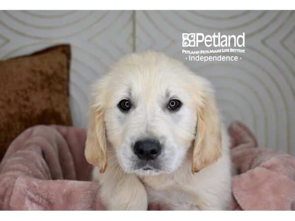 Golden Retriever-Dog-Male-Light Golden-5681-Petland Lee's Summit, MO