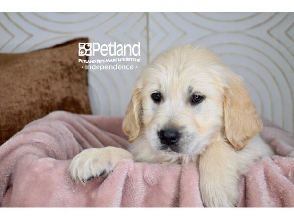 Golden Retriever-Dog-Male-Light Golden-5680-Petland Lee's Summit, MO