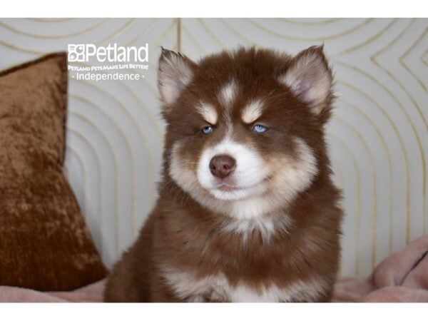 Pomsky-Dog-Male-Red & White Tan Markings-5688-Petland Lee's Summit, MO