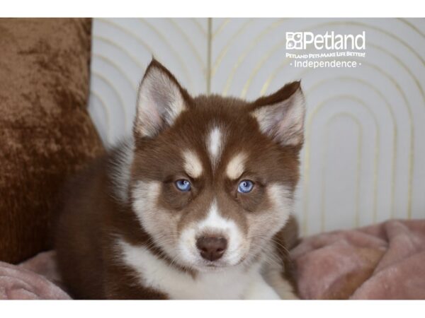 Pomsky-Dog-Male-Red & White Tan Markings-5687-Petland Lee's Summit, MO