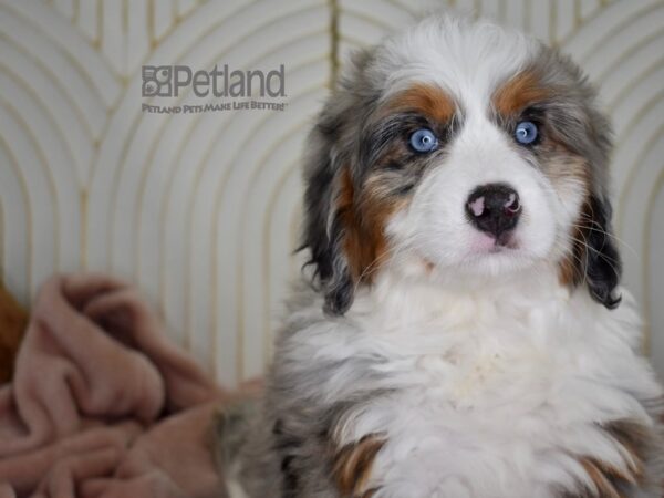 [#808] Blue Merle Tan Markings Female Miniature Bernedoodle Puppies For Sale
