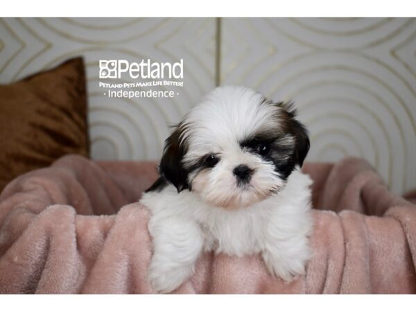 Shih Tzu-Dog-Female-Red Gold & White-5696-Petland Lee's Summit, MO