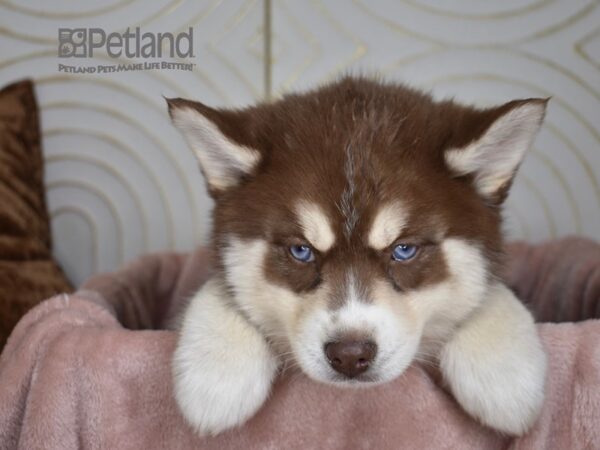 [#800] Red & White Tan Markings Male Pomsky Puppies For Sale