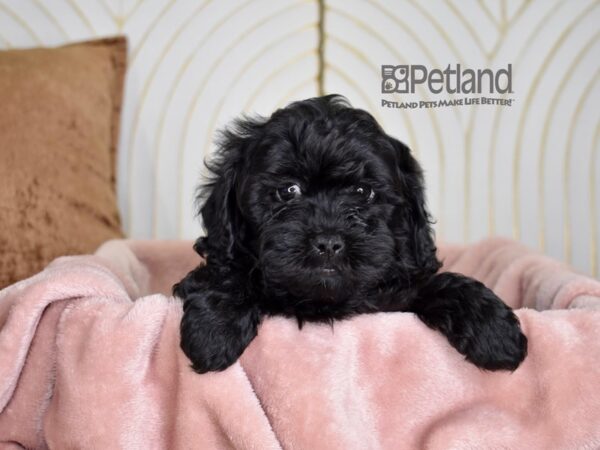 [#820] Black Male Shihpoo Puppies For Sale