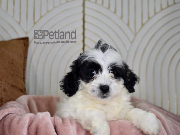 [#821] Black & White Female Shihpoo Puppies For Sale