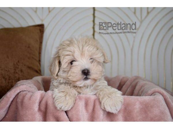 [#824] Apricot Male Schnoodle Puppies For Sale