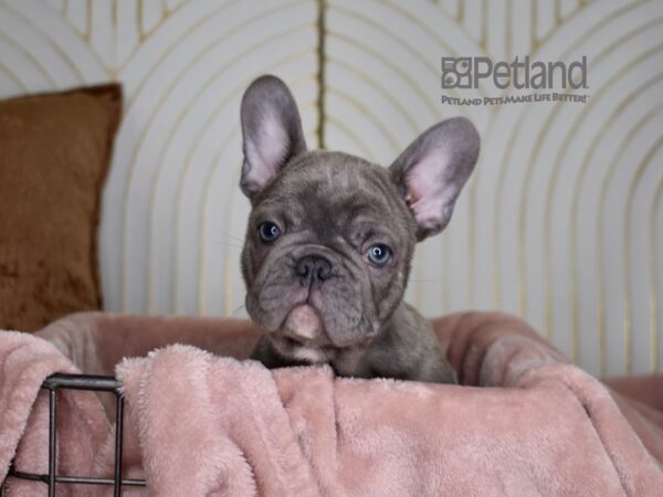 [#840] Blue Brindle Male French Bulldog Puppies For Sale