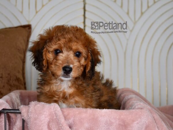 [#838] Red Female Miniature Bernadoodle Puppies For Sale