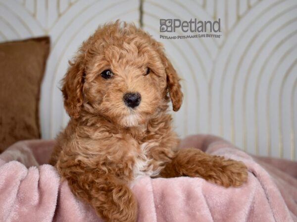 [#833] Apricot Male Miniature Poodle Puppies For Sale