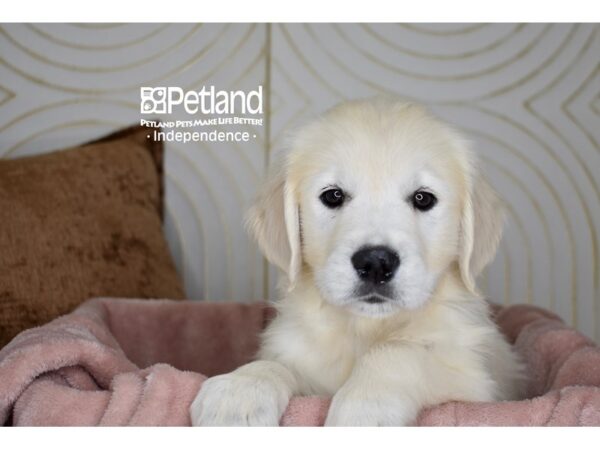 Golden Retriever-Dog-Male-Light Golden-5702-Petland Lee's Summit, MO