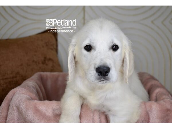 Golden Retriever-Dog-Female-Light Golden-5701-Petland Lee's Summit, MO