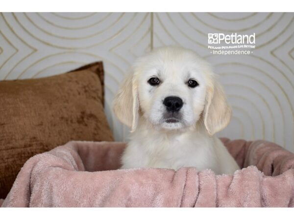 Golden Retriever-Dog-Female-Light Golden-5700-Petland Lee's Summit, MO
