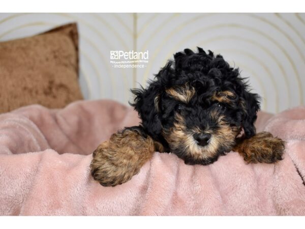 Miniature Poodle-Dog-Male-Black & Tan-5703-Petland Lee's Summit, MO