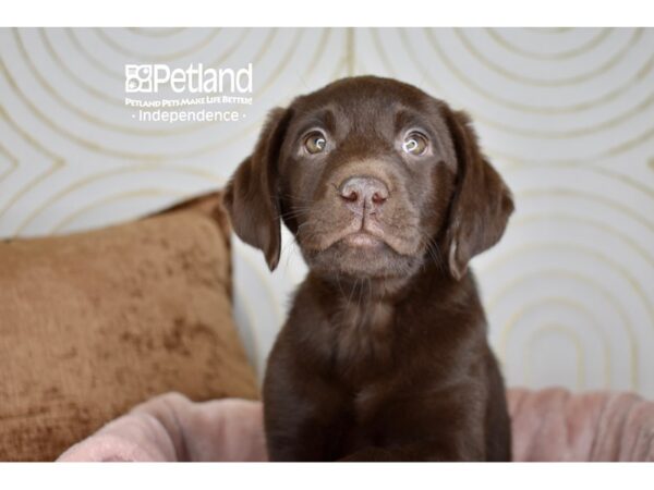 Labrador Retriever-Dog-Female-Chocolate-5707-Petland Lee's Summit, MO