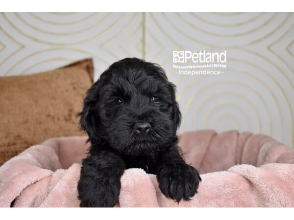Miniature Goldendoodle-Dog-Female-Black-5713-Petland Lee's Summit, MO