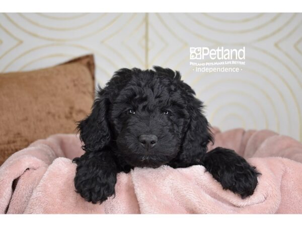 Miniature Goldendoodle-Dog-Male-Black-5711-Petland Lee's Summit, MO