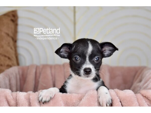 Chihuahua-Dog-Male-Black White Markings-5716-Petland Lee's Summit, MO
