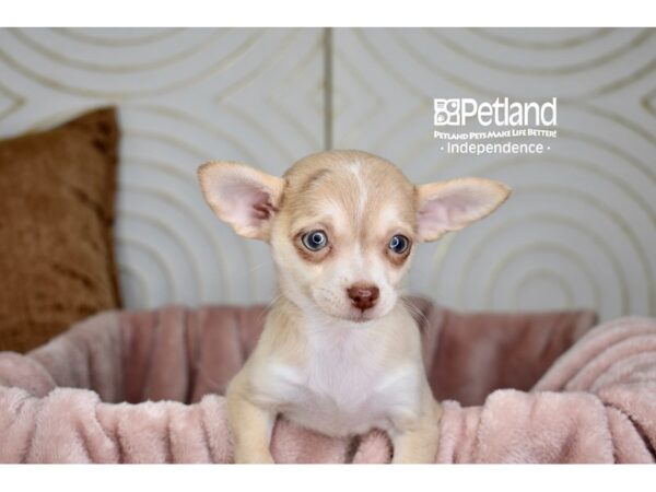 Chihuahua-Dog-Female-Fawn White Markings-5717-Petland Lee's Summit, MO
