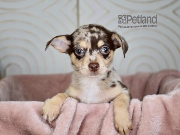 [#852] Chocolate Merle Male Chihuahua Puppies For Sale