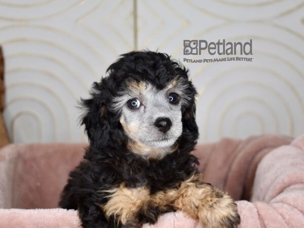 [#855] Black& tan Female Miniature Poodle Puppies For Sale