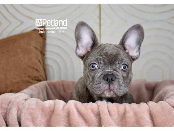 French Bulldog-Dog-Male-Blue-5725-Petland Lee's Summit, MO