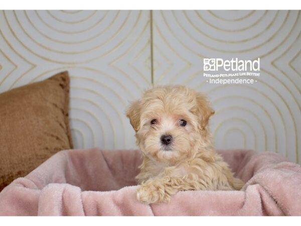 Maltipoo-Dog-Female-Cream-5728-Petland Lee's Summit, MO