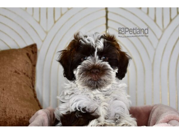 [#862] Male Shihpoo Puppies For Sale