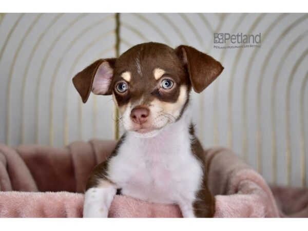 [#853] Male Chihuahua Puppies For Sale