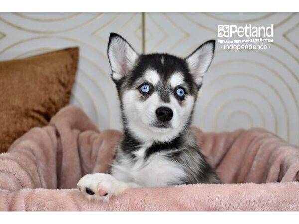 Alaskan Klee Kai-Dog-Female-Black & White-5734-Petland Lee's Summit, MO