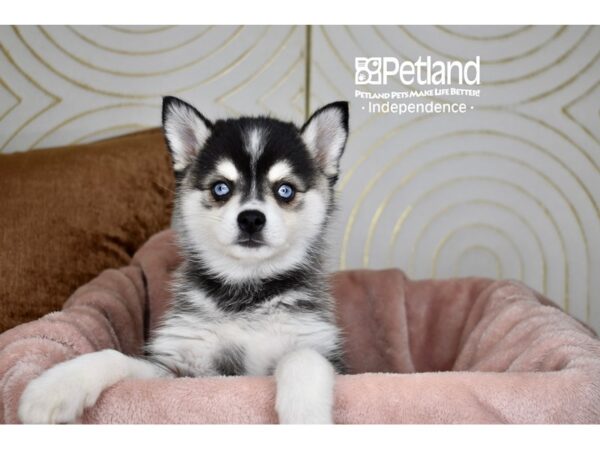 Alaskan Klee Kai-Dog-Female-Black & White-5733-Petland Lee's Summit, MO