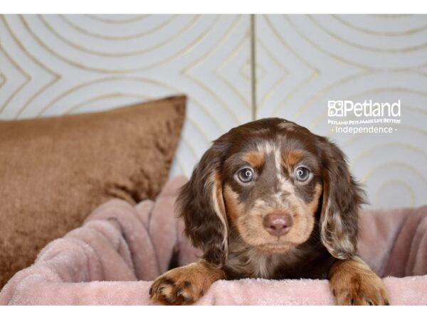 Dachshund-Dog-Female-Chocolate & Tan Dapple Longhair-5748-Petland Lee's Summit, MO