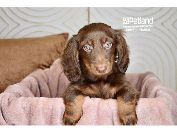Dachshund-Dog-Female-Chocolate & Tan Longhair-5747-Petland Lee's Summit, MO